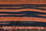 Polished Tiger Iron Stromatolite - ( Billion Years) #75857-1